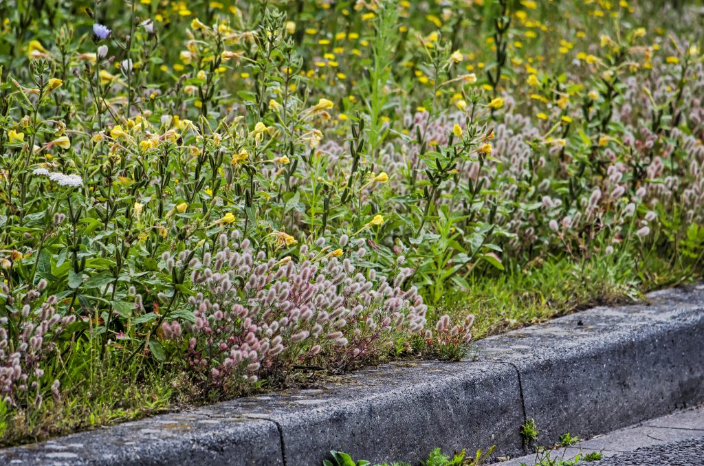 Wildblumenwiese hinter Bordsteinkante